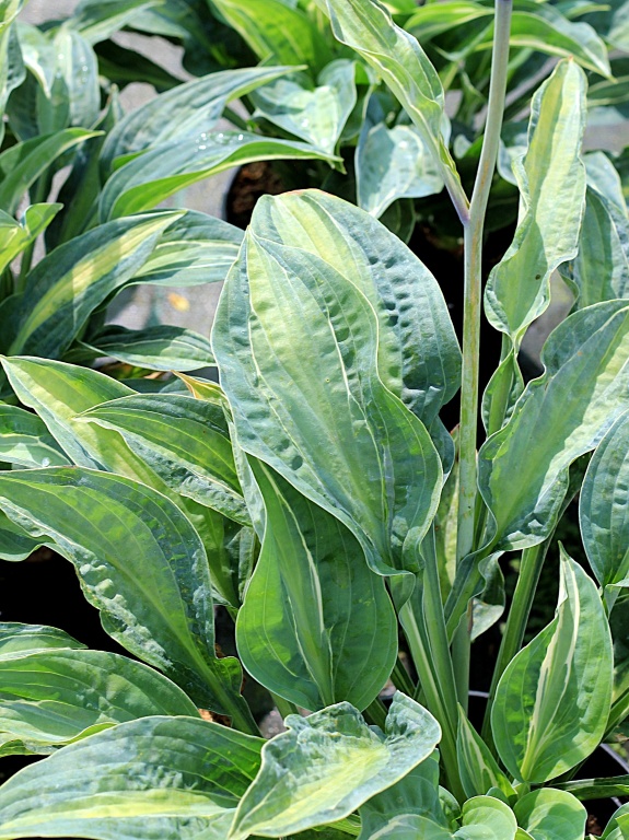 Funkia 'Kiwi Full Monty'