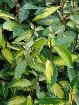  Oliwnik Ebbing'a 'Limelight'