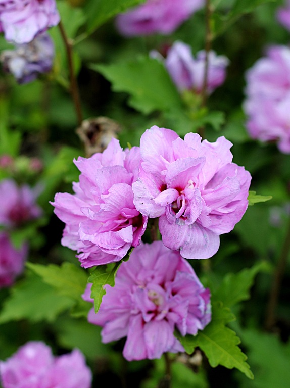 Ketmia syryjska 'Ardens'