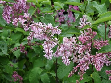 Lilak zwisłokwiatowy