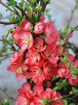 Pigwowiec pośredni 'Texas Scarlet'