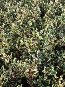 Ostrokrzew kolczasty 'Ferox Argentea'