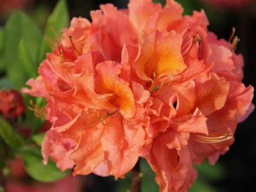 Azalia wielkokwiatowa 'Sarina'
