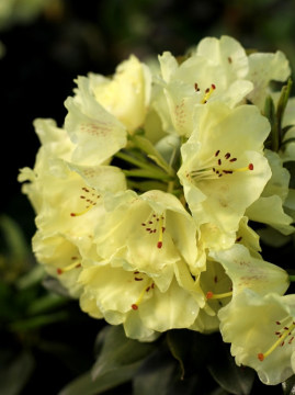 Różanecznik 'Goldkrone'