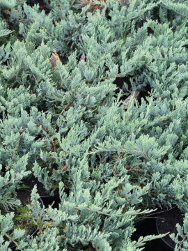 jalowiec-plozacy-blue-chip.jpg
