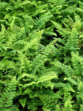 Paprotnik szczecinkozębny 'Herrenhausen'