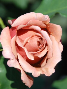 Róża wielkokwiatowa 'Koko Loko' ®