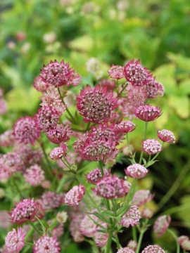 Jarzmianka większa 'Cerise Button'