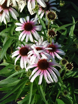 Jeżówka 'Fountain Pink Eye'