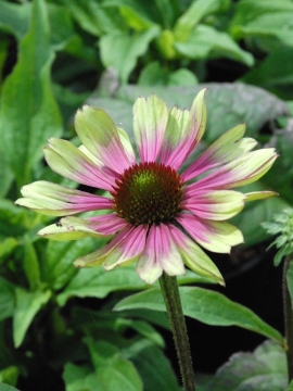 Jeżówka 'Sweet Sandia'