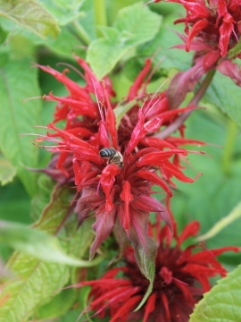 Pysznogłówka 'Cambridge Scarlet'