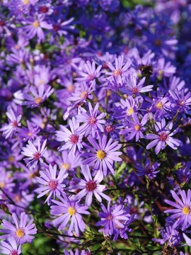 aster-treffpunkt4.JPG