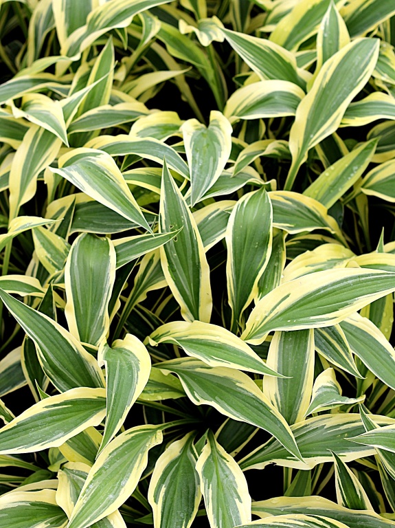 Funkia 'Lakeside Dragonfly'
