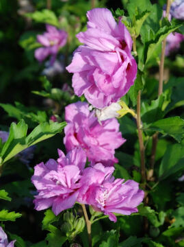 Ketmia syryjska 'Ardens'