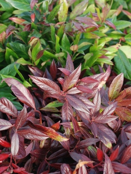 Kiścień 'Zeblid' SCARLETTA