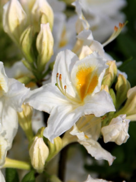 azalia-wielkokwiatowa-silver-slipper1.jpg