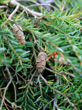 Szyszki choiny kanadyjskiej 'Pendula'