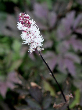 Pluskwica prosta 'Black Negligee' -kwiat