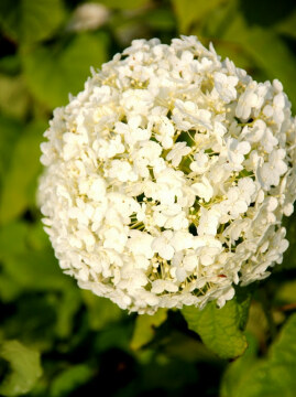 Hortensja drzewiasta 'Annabelle'