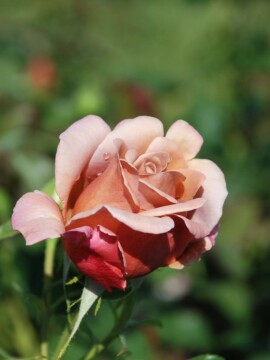 Róża wielkokwiatowa 'Koko Loko' ®