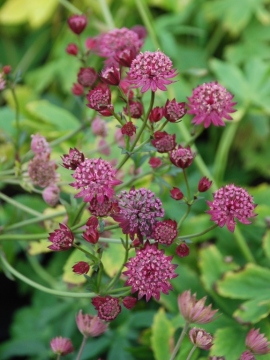 Jarzmianka większa 'Cerise Button'