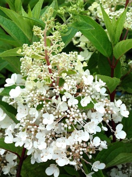 Hortensja bukietowa 'Candelight' 