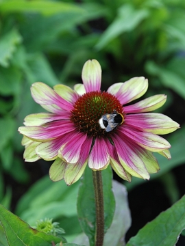 Jeżówka 'Sweet Sandia'
