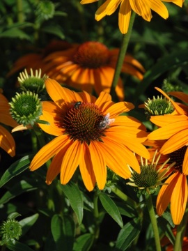 Jeżówka 'Honey Skipper'