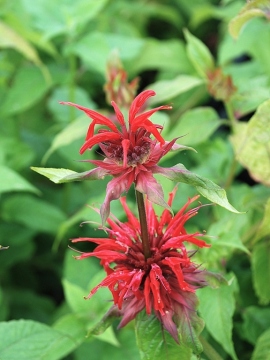 Pysznogłówka 'Cambridge Scarlet'