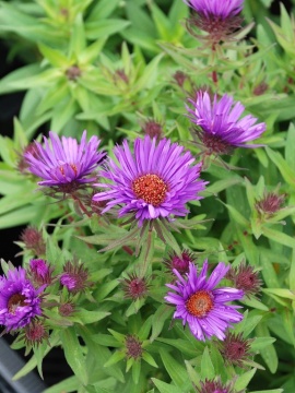 Aster nowoangielski 'Purple Dome'