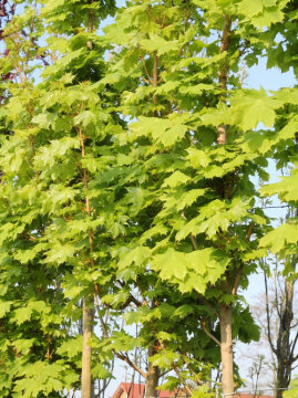 Klon pospolity 'Columnare'