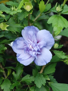 Ketmia syryjska 'Blue Chiffon' PBR