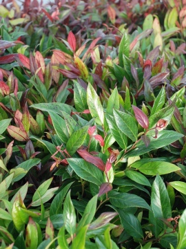 Kiścień 'Zeblid' SCARLETTA