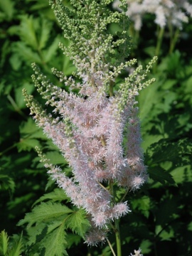 Tawułka 'Milk and Honey'