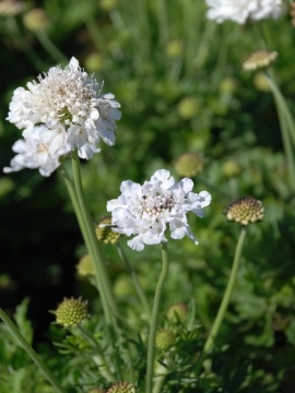 Drakiew gołębia 'Flutter Pure White'