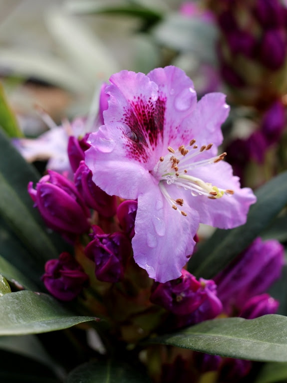 Różanecznik 'Hachpfau' PFAUENAUGE