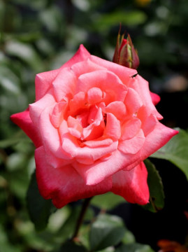 Róża rabatowa 'Kalinka'