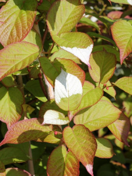 Aktinidia pstrolistna 'Dr Szymanowski'