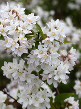 Żylistek zaróżowiony 'Kalmiflora'