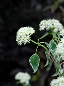 Dereń skrętolistny PINKY SPOT 'Minspot'