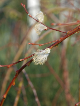 wierzba_iwa_pendula1.jpg