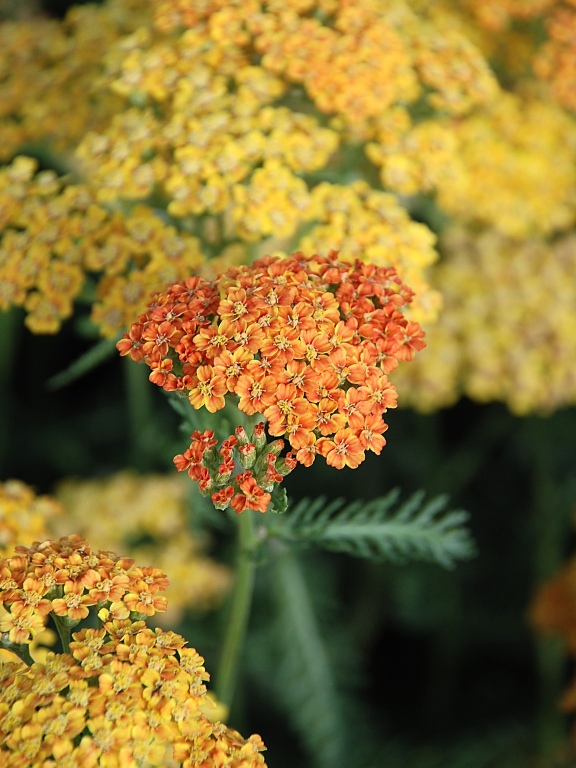 Krwawnik pospolity 'Terracotta'