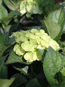 hortensja-ogrodowa-capirinha.jpg