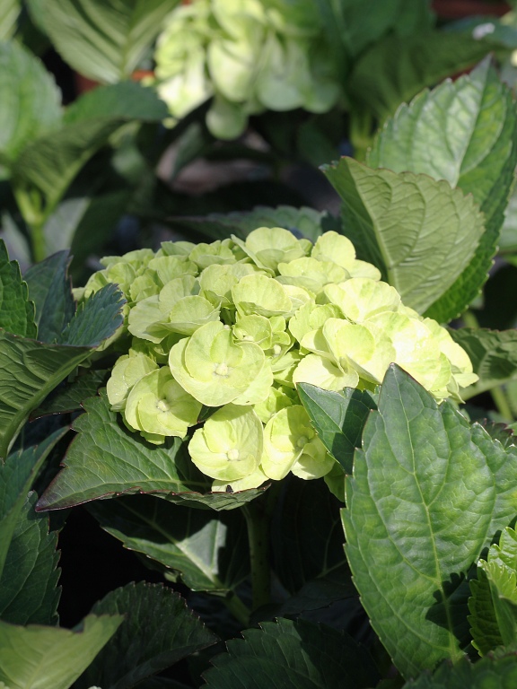 Hortensja ogrodowa 'Capirinha'