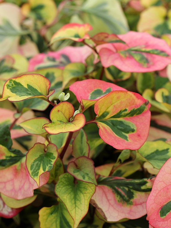 Pstrolistka sercowata 'Chameleon'