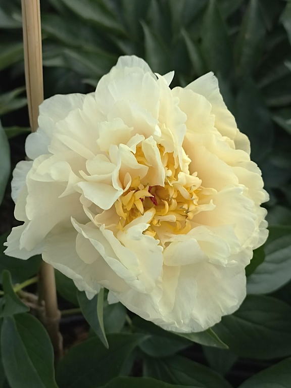 Piwonia 'Sunny Girl'