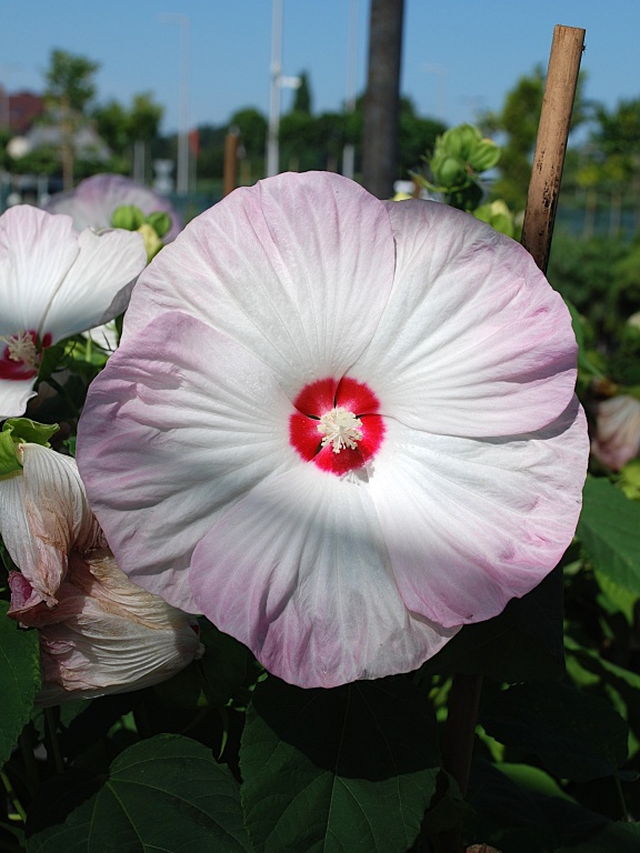 Ketmia 'Blanc Coeur Rouge'