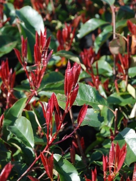 Młode, czerwone liście głogownika 'Camilvy'