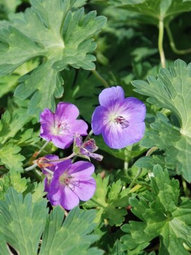Bodziszek ROZANNE 'Gerwat'