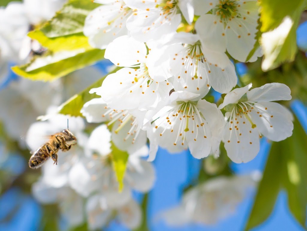Pożytki pszczele